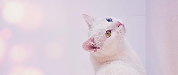Chat Angora turc